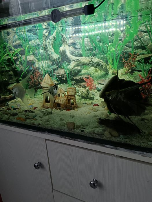 Аквариум 150-200 литров