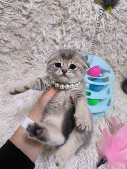 Котята готовы к переезду