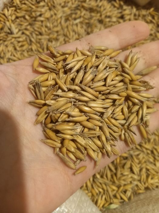 Ovaz de sămânță C1