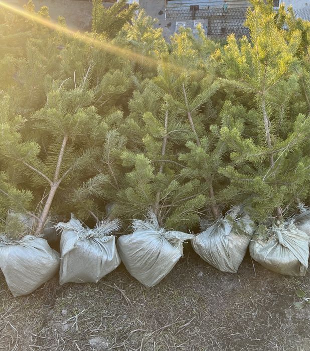 Саженцы сосны