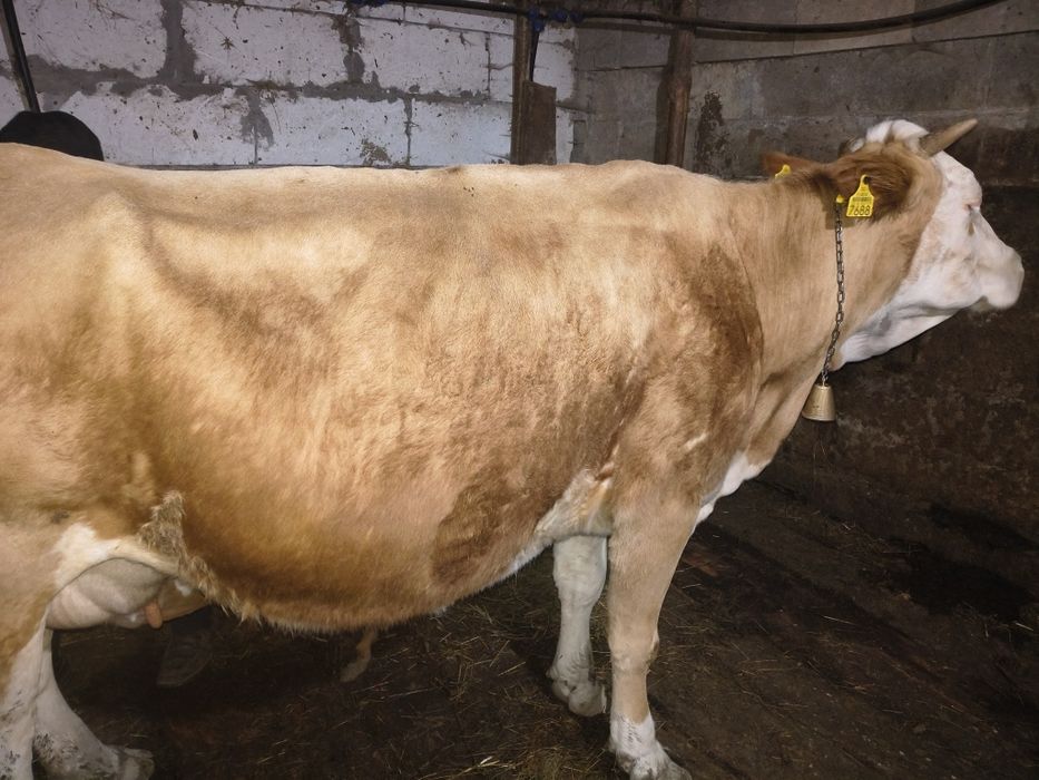 Vaca de vînzare ,cu vițel sau fara ,se vinde, informații la tel.
