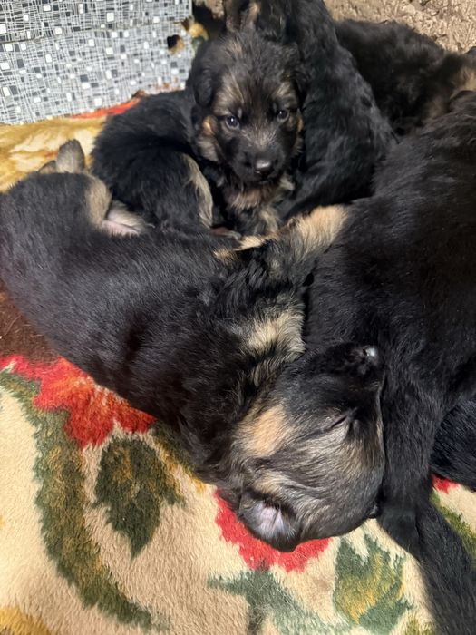 Немецкие авчарки доиношерстые.