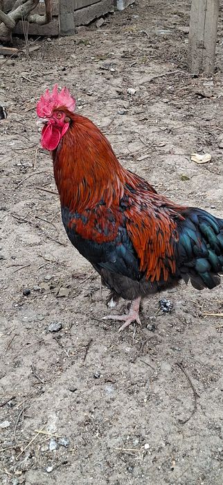 Cocoși marans negru aramiu