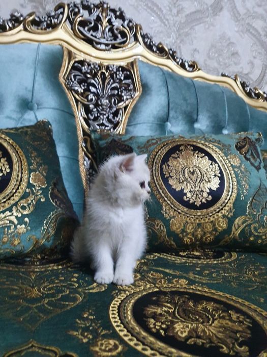 Assalomu alekum shinshilla mushugi tozza parodasi