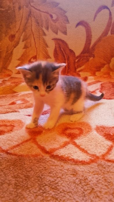 Маленькие котята ищут дом