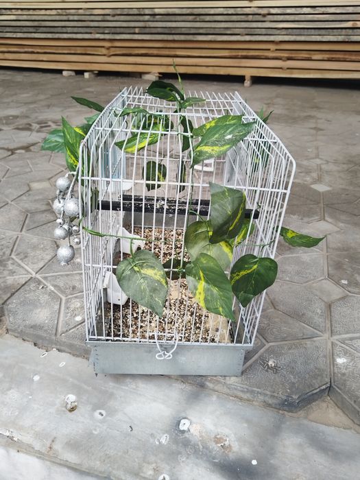 Паровка кафас сотилади 100 минг булиши