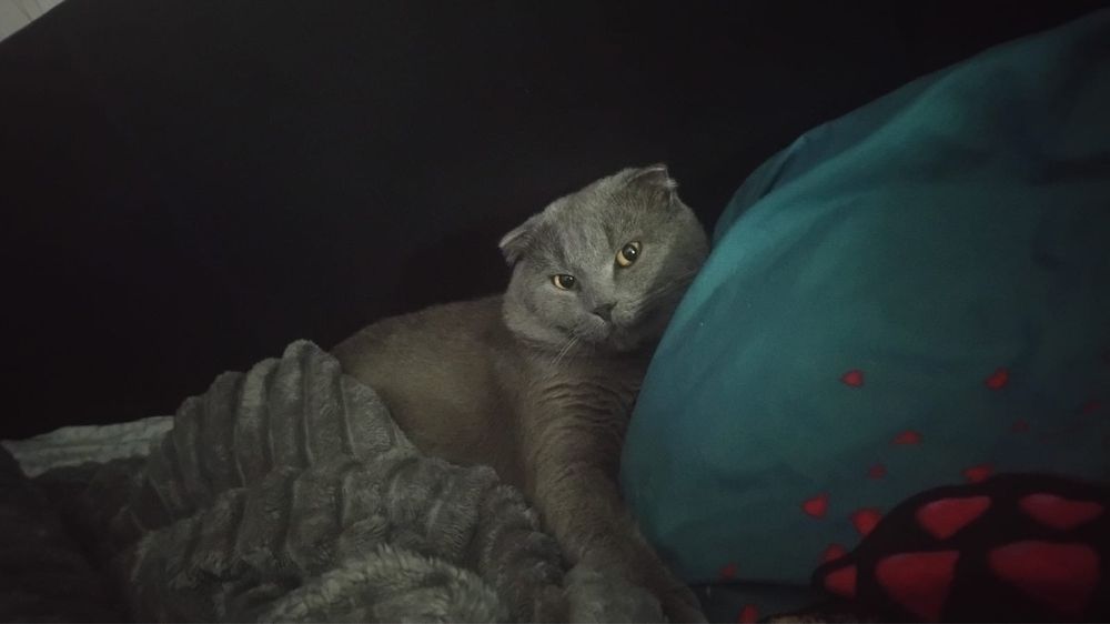 Отдам в добрые руки
