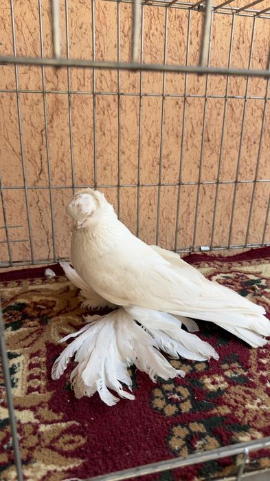 Голубь молодой Гульбадам