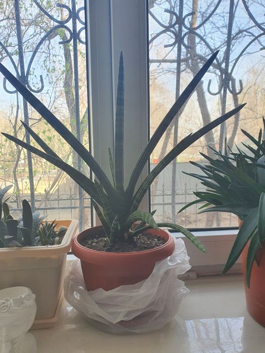 Комнатные цветы 2 вида