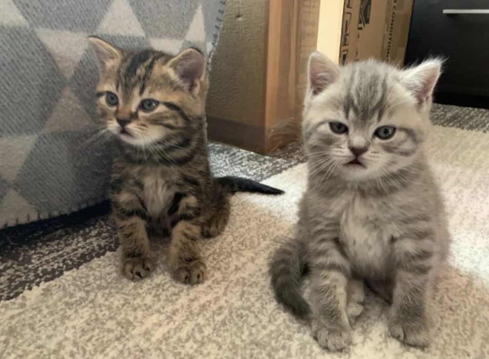 Шотландские котята