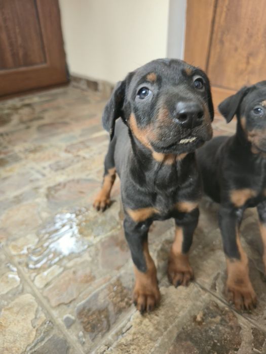 Добермани родословни