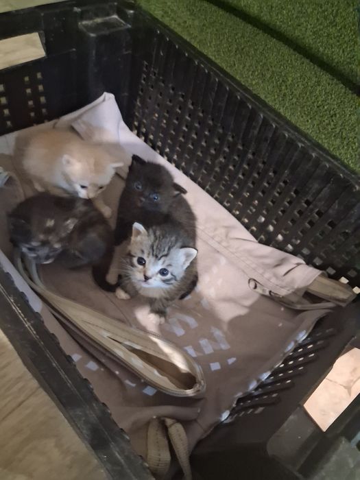 Ищу котятам новый дом