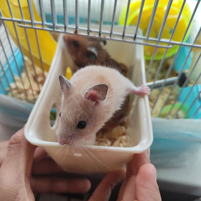 Хомяк сотилади срочно