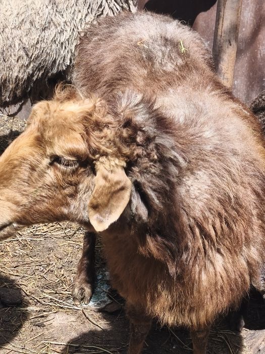 Продам барануху с ягнёнок