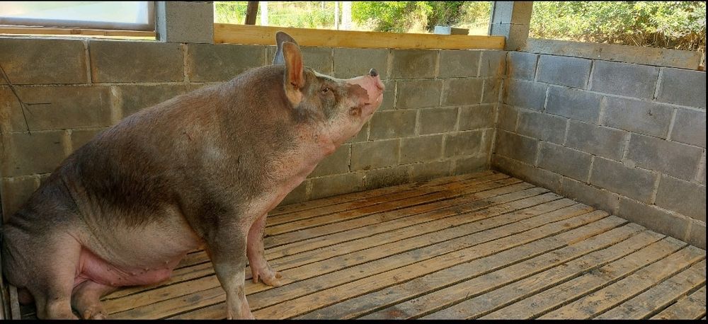 Продава се мъжко прасе