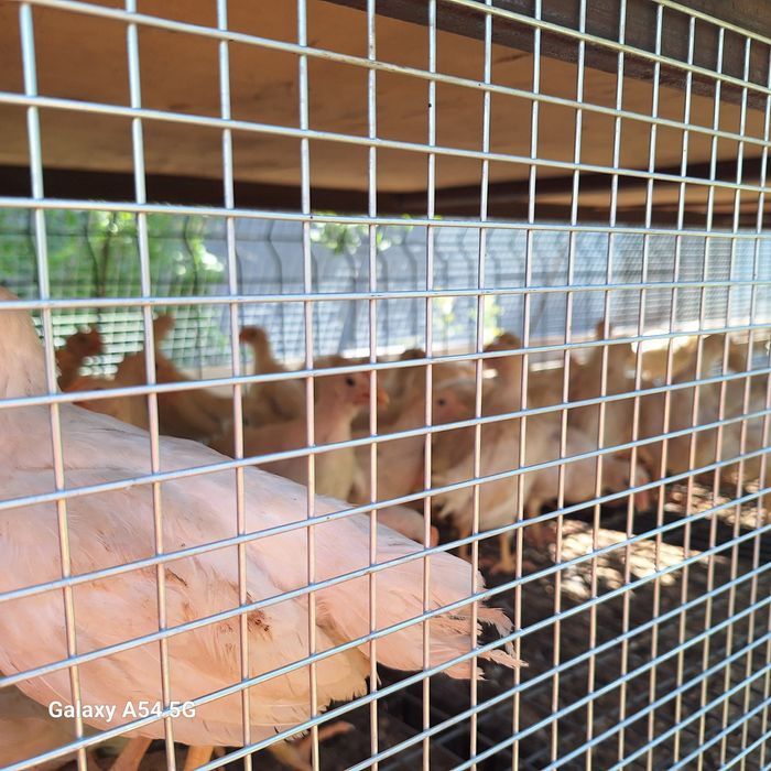 Xanlayn jojalar sotiladi xoroz va tovuq jojalari 40 kunlik .