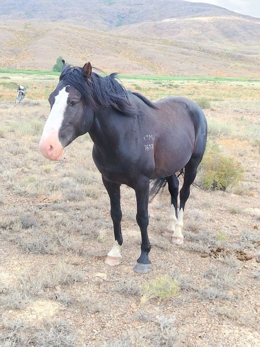 7 жасар Будан айғыр