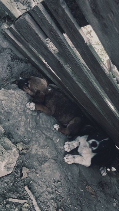 Ofer spre adoptie (american bully)