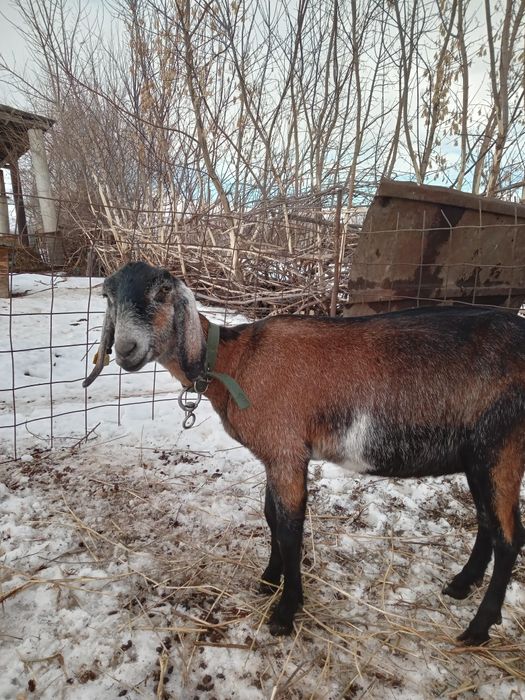 Продам козу породы англонубиец