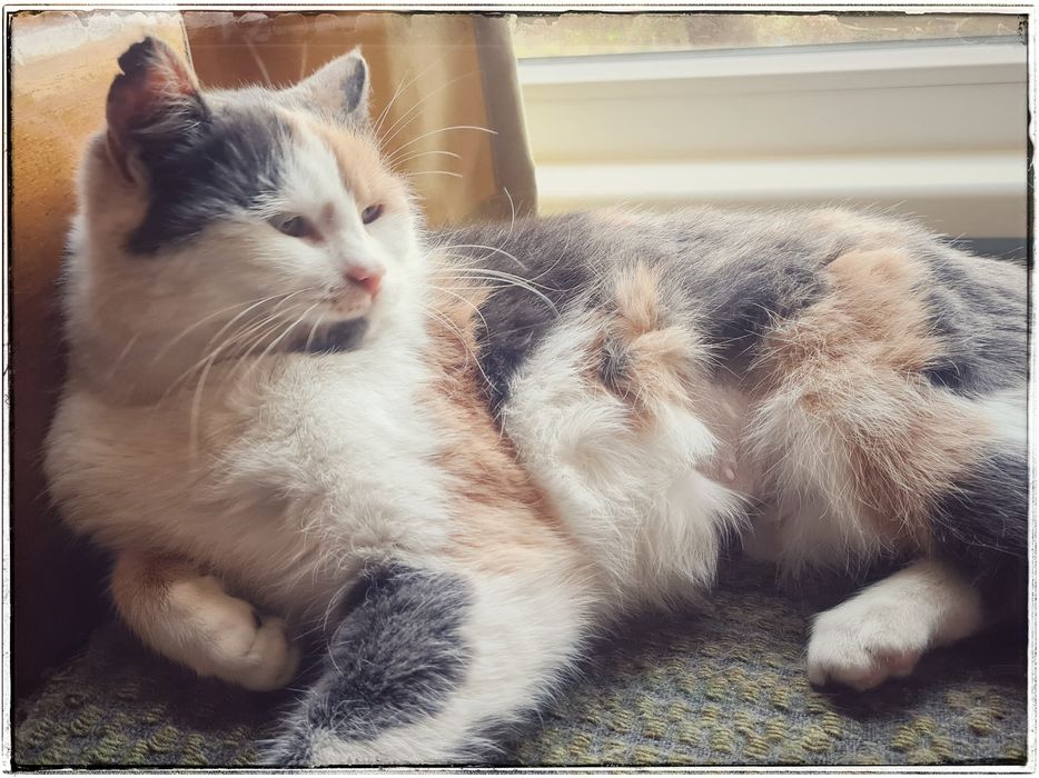 Котка Тами търси дом