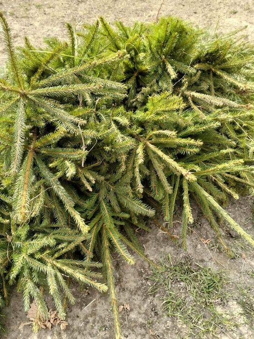 Vând puieți tratați.salcam mesteacăn fag stejar