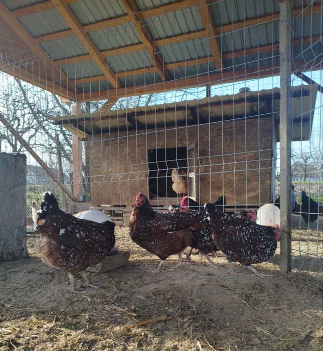 Oua incubat Sussex Portelan