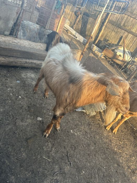 Vand 2 capre si 1 tap