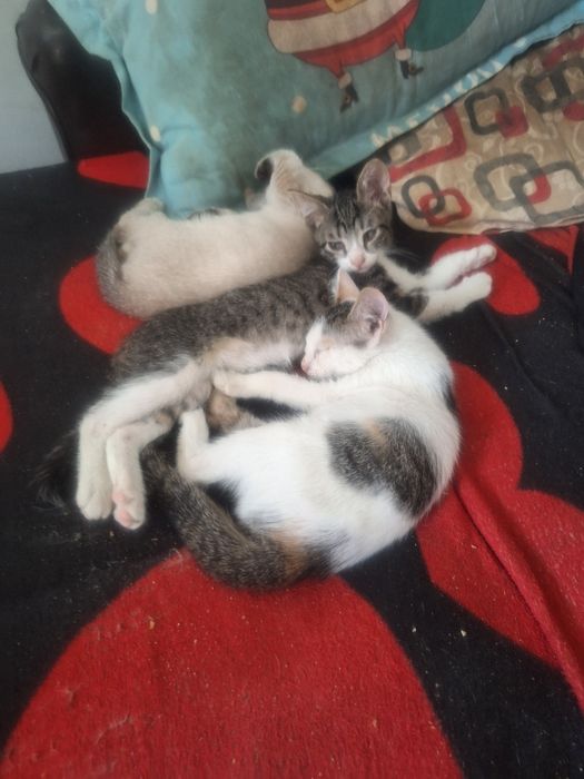 Pui de pisica pentru adoptie