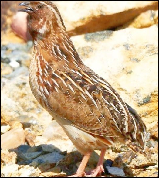 Сайроки бедоналар сотилади.