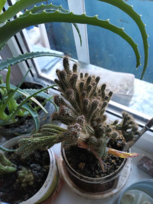 Цветы комнатные 1500 тенге