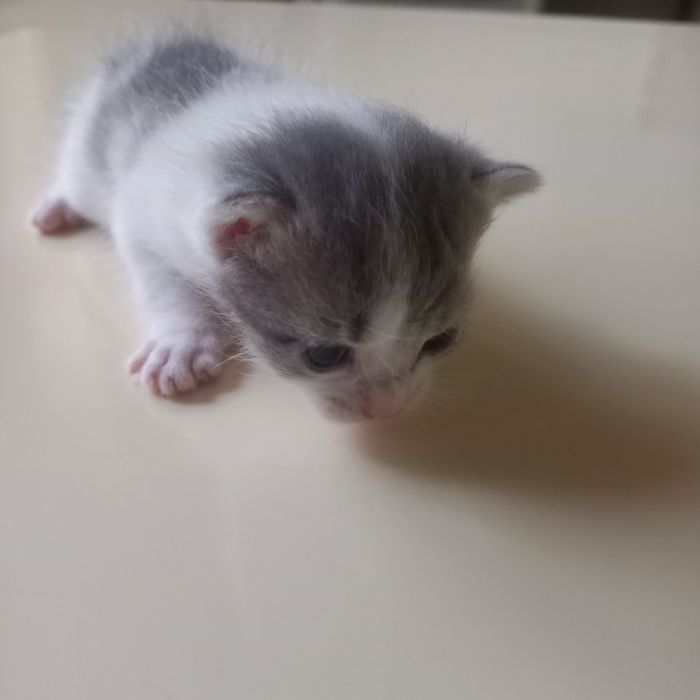 Вислоухие котята мальчики