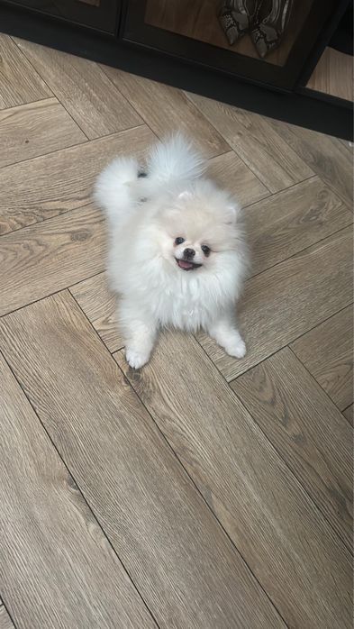 Pomeranian femelă toy, vaccinată, microcipată,Pedigree