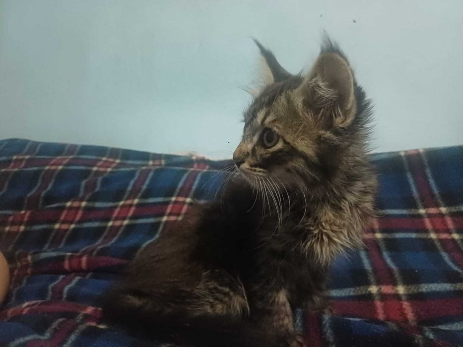 Котенок, мальчик.