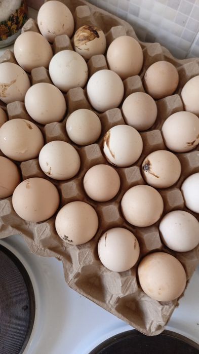 Продам Курочек вкусные бульон