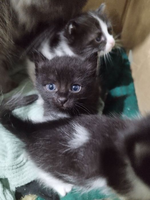 отдам котят бесплатно