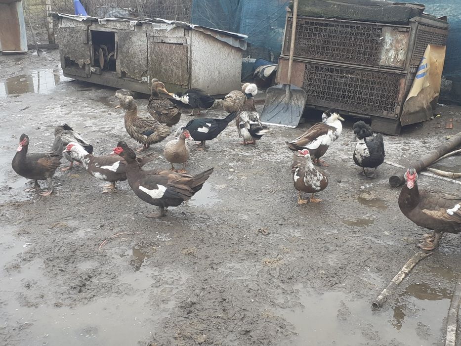 Gaini pitice si rațe de vanzare