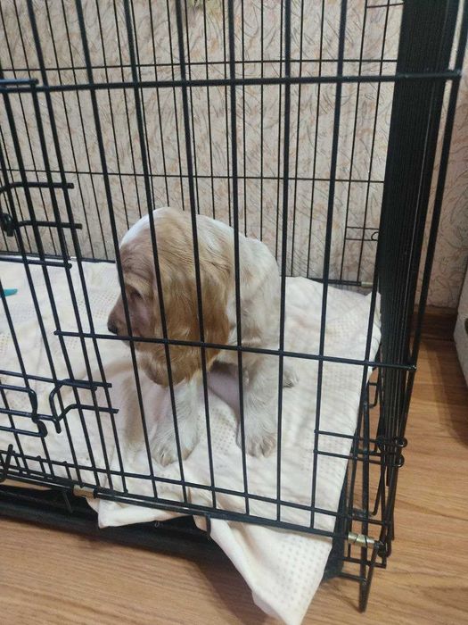 Продаются щенки английского кокера спаниеля