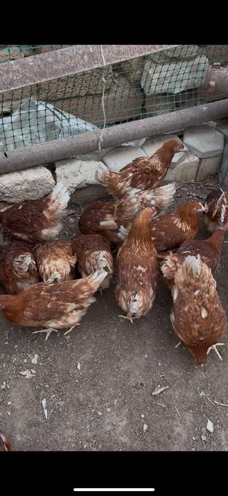 Тауықтар сатылады