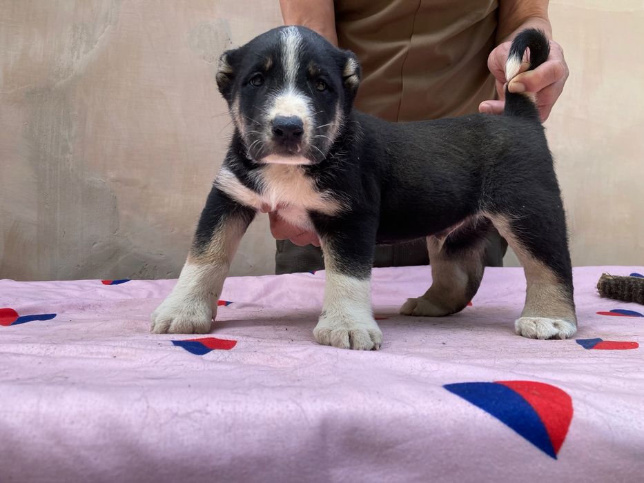 Щенок Туркменского Алабая ( чистокровный )