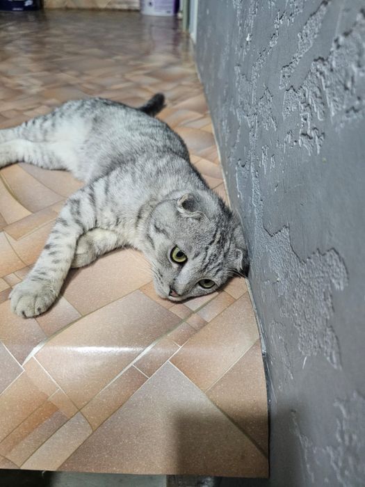 Срочно продается веслоух 6 месяцев