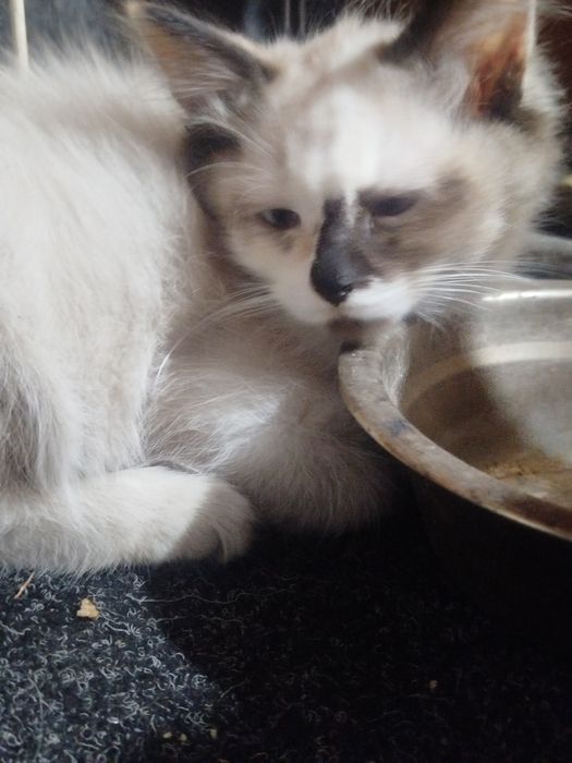 отдам милых котят