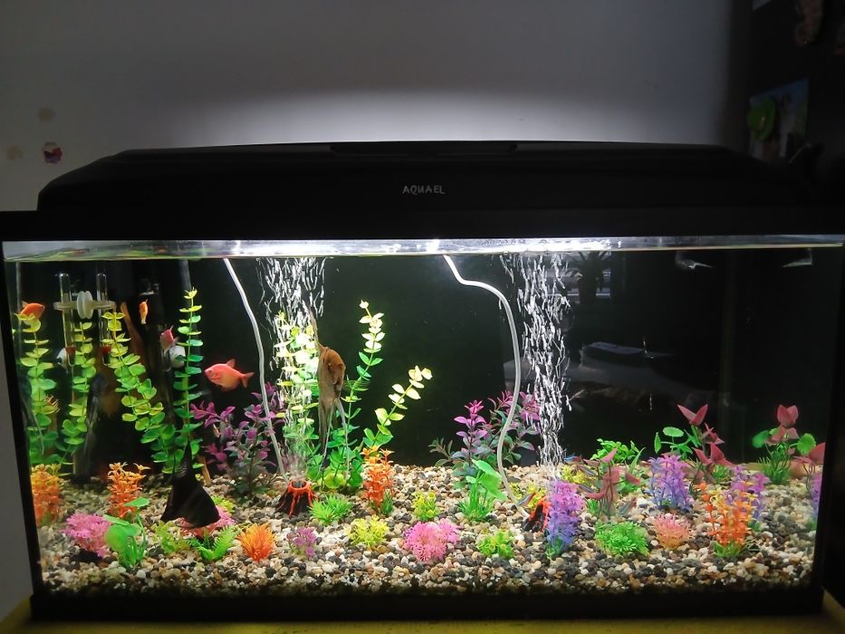 Acvariu 120 l echipat