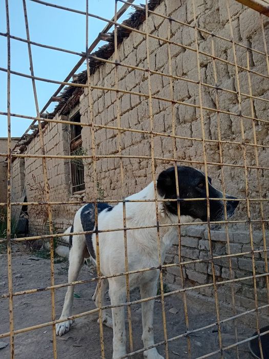 Boribosar yoshi 3 yosh