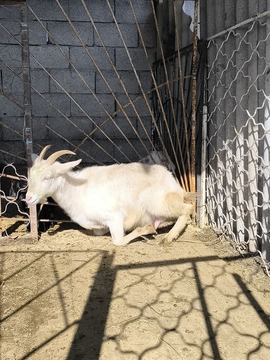 Орыс мүйізді ешкі сатылады