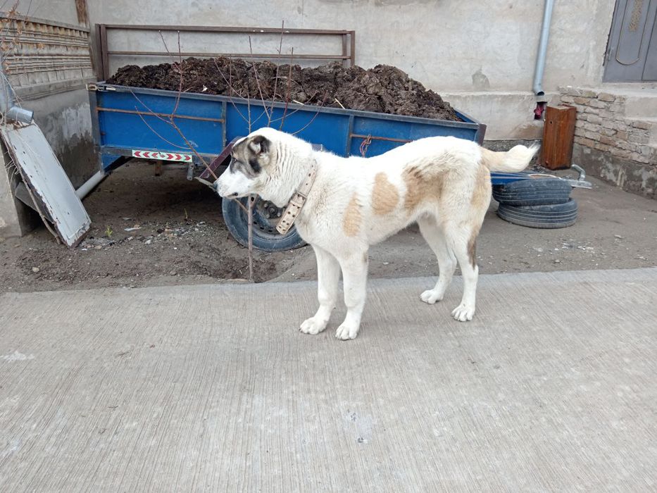 Алабай сотилади х