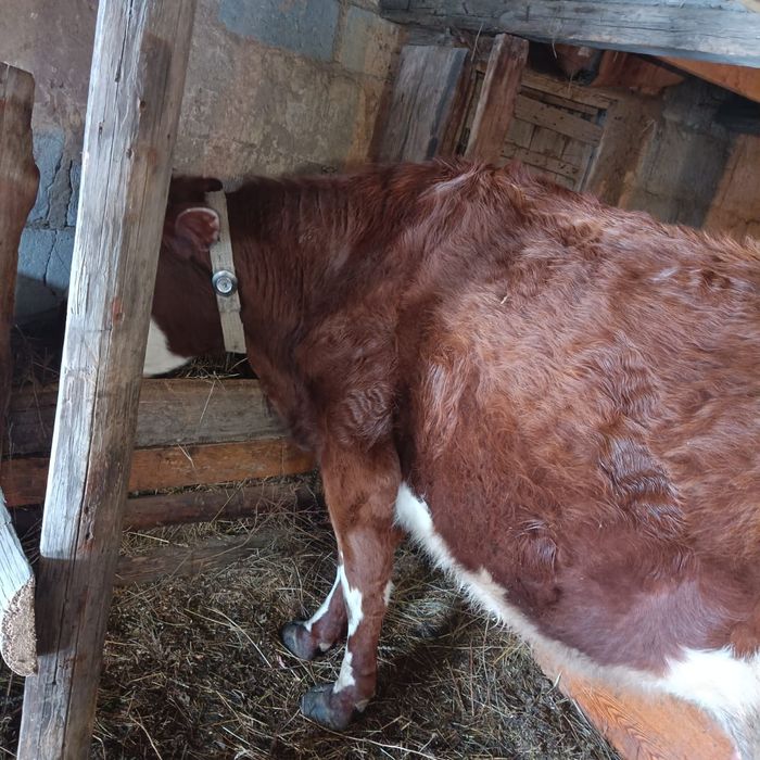 Продаю дойная корова