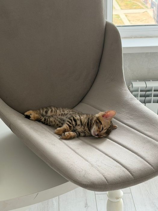 Бенгальские котята