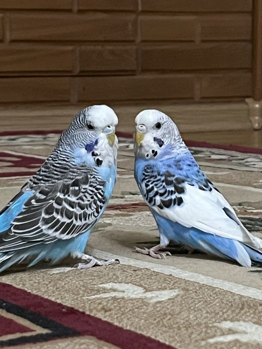 Папугай птицы.