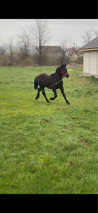 Manz negru de vanzare