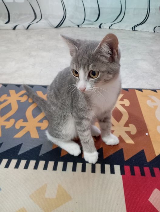 Котёнок девочка беспородистая